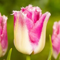 Tulipany Izumi - 3 ks v balení