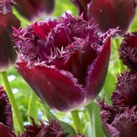 Tulipany Purple Crystal - 3 ks v balení