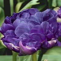 Tulipany Blue Diamond - 3 ks v balení