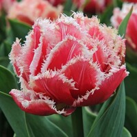 Tulipany Queensland - 3 ks v balení