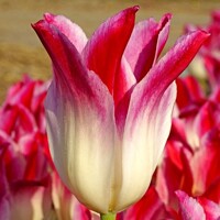 Tulipany Whispering Dream - 3 ks v balení