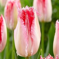 Tulipany Sweet Paradise - 3 ks v balení