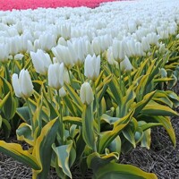 Tulipany Purissima Blonde - 3 ks v balení