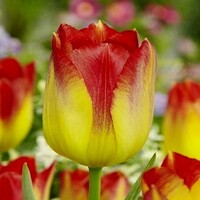 Tulipany Suncatcher - 3 ks v balení