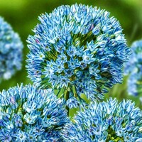 Okrasný cesnak Caesium