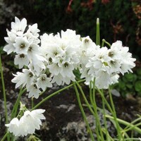 Okrasný cesnak Zebdanense