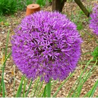 Okrasný cesnak Purple Caila