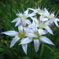 Okrasný cesnak Plummerae