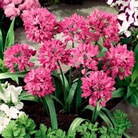 Okrasný cesnak Baltimore - 5 ks v balení