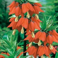 Korunkovka Prolifera