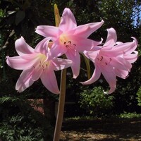 Amaryllis Belladonna
