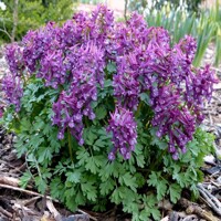Corydalis Purple Biro