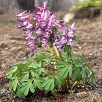 Corydalis Solida