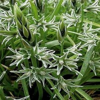 Ornithogalum Nutans - 5 ks v balení