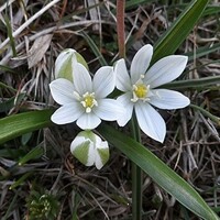 Ornithogalum White Trophy - 5 ks v balení
