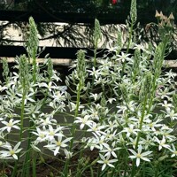 Ornithogalum Sochi