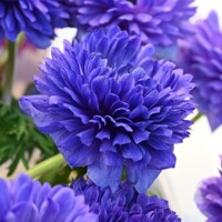 Sasanky Levante Blue - 3 ks v balení