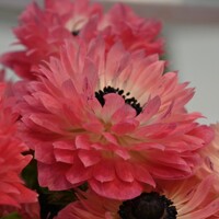 Sasanky Levante Rosa - 3 ks v balení