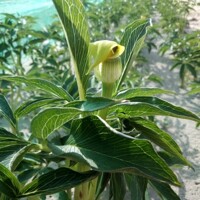 Arisaema Flavum