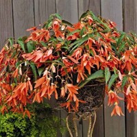 Begonia Bertinii San Fracisco