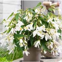 Begonia Bertinii Santa Barbara