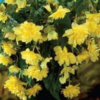 Begonia Pendula Yellow