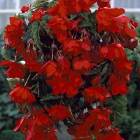 Begonia Pendula Red