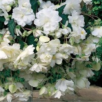 Begonia Pendula White