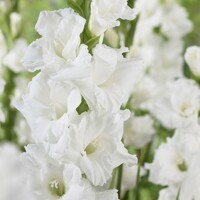 Gladioly Essential - 5 ks v balení