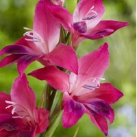 Gladioly Nanus Summer Jewel - 5 ks v balení