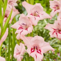 Gladioly Nanus Summer Love - 5 ks v balení
