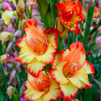 Gladioly Primularis Las Vegas - 5 ks v balení