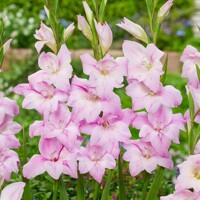 Gladioly Tubergenii Charming Lady - 5 ks v balení