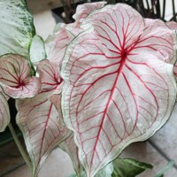Caladium Florida Sweetheart