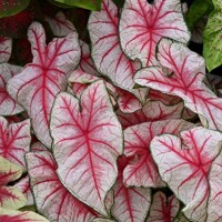 Caladium Fiesta