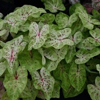Caladium Miss Muffet