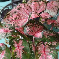 Caladium Pink Beauty