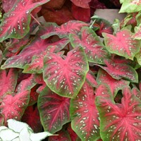 Caladium Red Flash