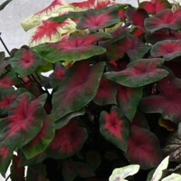 Caladium Royal Flush