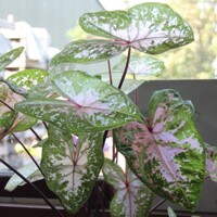 Caladium Sea Foam Pink