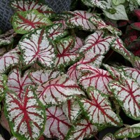 Caladium Tapestry