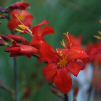 Crocosmia Orangeade - 5 ks v balení