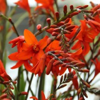 Crocosmia Masonorium - 5 ks v balení
