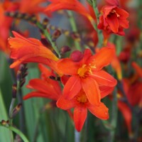 Crocosmia Anna Marie - 5 ks v balení