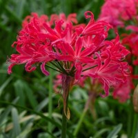 Nerine Pearls Of Cherry