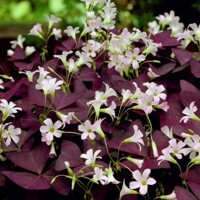 Oxalis Mijke - 5 ks v balení