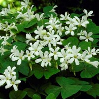Oxalis Papilionacea - 5 ks v balení