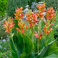 Kana Mandarine Orange