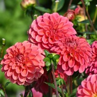 Dahlia Zundert Mystery Fox