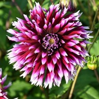 Dahlia Alauna Clair Obscur